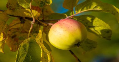 Meyve bahçesindeki bir ağacın üzerinde olgun bir elma. Gıda ürünleri