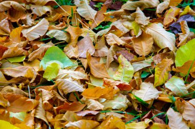 Sonbahar fotoğrafçılığı, sonbaharda yapraklar, yılın bu zamanında ağaçlar turuncu, kırmızı ve bakır çiçeklerden koparak canlanıyor.