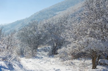 Dağlar. Kış. Yaygara yok, teslim tarihi yok, sadece huzur ve rahatlama. Derin karla kaplı ormanlar, sert ağaçlar ve çalılar, karla kaplı ağaçların beyaz tepeleri