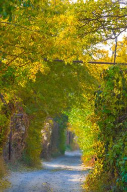Ağaçların dallarında sonbahar yaprakları. Düşen bir yaprak, sonbaharın ölümünden bahsederken, daha ince bir anlamda baharın kehanetidir.