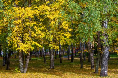 Sonbahar manzarası, fotoğraftaki sonbahar çizimi, sarı bordo kırmızı yapraklar, yaz dilekçesi, neşeli resimler.
