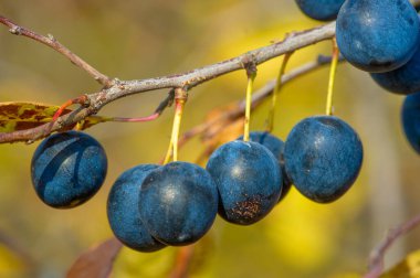 Prunus spinosa, blackthorn ya da sloe olarak adlandırılır, konserve yiyecekler için uygundur, ama yiyecek için yeterlidir. Bir çit yaratmak için. Meyve suyu sahte porto şarabı yapımında kullanılıyor. Blackthorn cini.