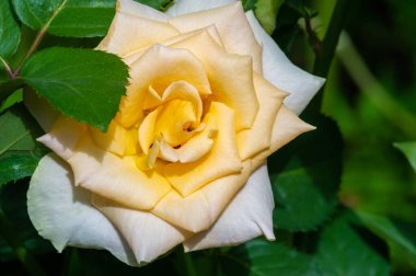 Gül bahçesi. Yüzeyin derinliği. Canlılık tüm buketi doldurur, yüksek merkezli büyük bir çiçeğe dönüşür, yapraklar kabarır, ve sarhoş edici bir lavanta kokusu.