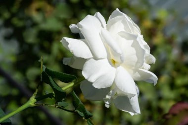 Gül bahçesi. Yüzeyin derinliği. Canlılık tüm buketi doldurur, yüksek merkezli büyük bir çiçeğe dönüşür, yapraklar kabarır, ve sarhoş edici bir lavanta kokusu.