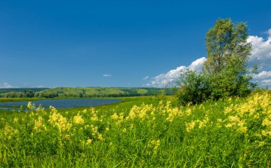 Yaz manzarası, nehir taşkınları, pitoresk kıyılar, kır çiçekli parlak yeşil çimenler, beyaz bulutlu mavi gökyüzü, ılık yaz günleri.,