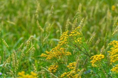 Yaz fotoğrafı. Ilıman ülkelerde yetişen ve ekmek, makarna, pasta vb. için un yapmak için kullanılan en önemli bitki olan buğday. ..