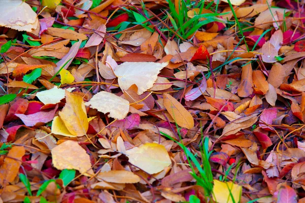 Höstfotografering Löv Hösten Vid Denna Tid Året Träden Verkar Komma — Stockfoto
