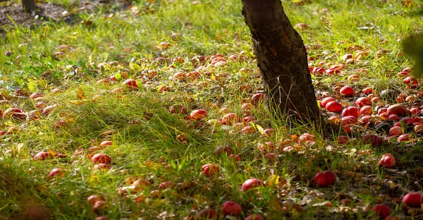 Las Manzanas Caen Del Árbol Suelo Huerto Manzanas Muchas Frutas — Foto de Stock