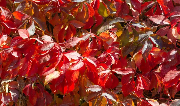 Herbstblätter Den Ästen Der Bäume Jeder Veränderung Jedem Fallenden Blatt — Stockfoto