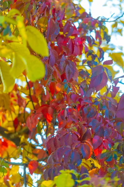 Φύλλα Του Φθινοπώρου Στα Κλαδιά Των Δέντρων Φθινόπωρο Φύλλα Πέφτουν — Φωτογραφία Αρχείου