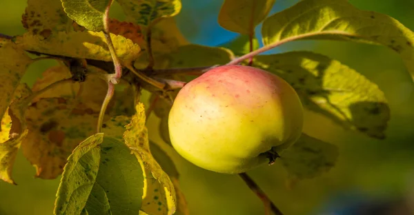 Zralé Jablko Stromě Sadu Potraviny — Stock fotografie