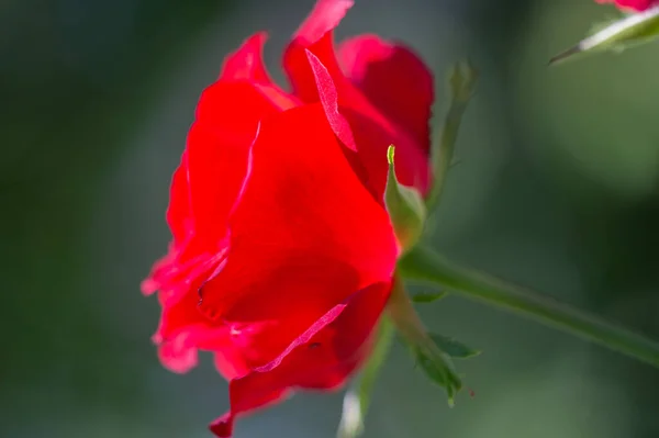Ogrodowa Róża Płytka Głębokość Pola Witalność Wypełnia Cały Bukiet Pełni — Zdjęcie stockowe