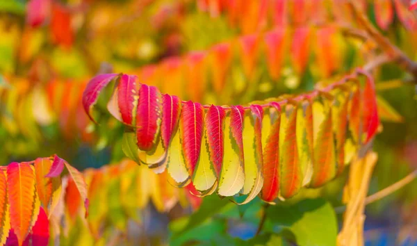 Herbstblätter Den Ästen Der Bäume Kaskadenmandarinenrot Aus Kaleidoskopischen Blättern Schafft — Stockfoto