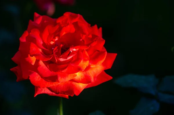 Rosa Jardín Profundidad Campo Superficial Vitalidad Llena Todo Ramo Abriéndose — Foto de Stock