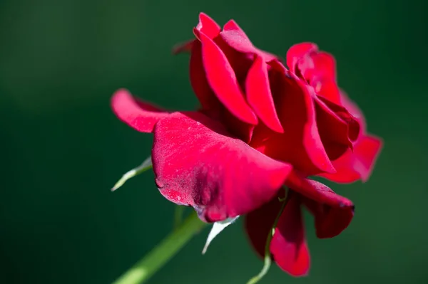 Rosa Jardim Profundidade Campo Rasa Vitalidade Enche Todo Buquê Totalmente — Fotografia de Stock