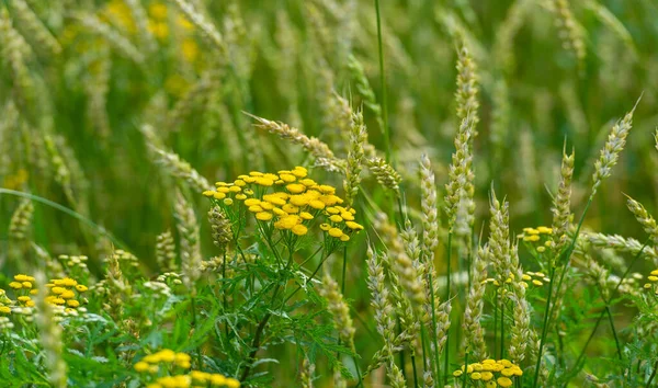 夏の写真 小麦は温帯諸国で最も重要な種類の穀物植物であり その穀物はパン パスタ ペストリーなどのための小麦粉を作るために地面です — ストック写真