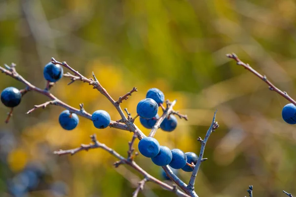 Prunus Spinosa Appelé Nerprun Loe Convient Pour Nourriture Conserve Mais — Photo