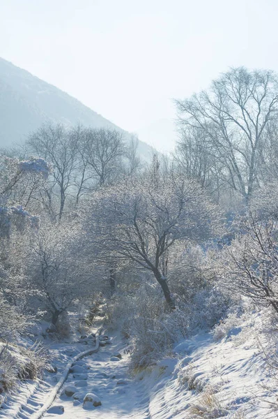 Горы Зима Можете Наслаждаться Зимней Идиллией Тишине Покое Моих Фотографиях — стоковое фото
