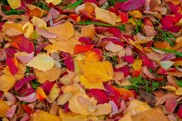 Herbstfotografie Blätter Herbst Dieser Zeit Des Jahres Scheinen Die Bäume — Stockfoto