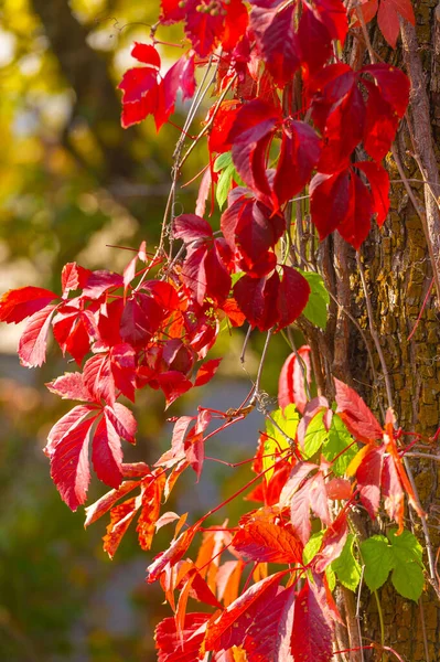 Herbstblätter Den Ästen Der Bäume Das Herz Des Herbstes Muss — Stockfoto