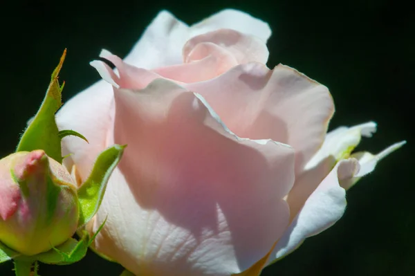 Garden Rose Profondeur Champ Faible Vitalité Remplit Tout Bouquet Ouvrant — Photo