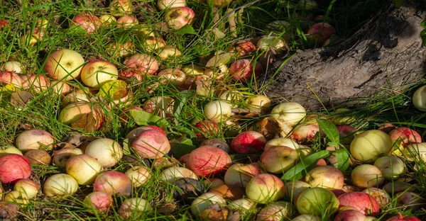 リンゴは木から地面に落ちる 田舎の秋に庭の土地の木の下でリンゴの果樹園と多くの秋の腐敗した果物 — ストック写真