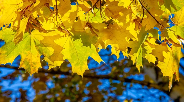 Daun Maple Musim Gugur Struktur Pipih Dari Tanaman Yang Lebih — Stok Foto