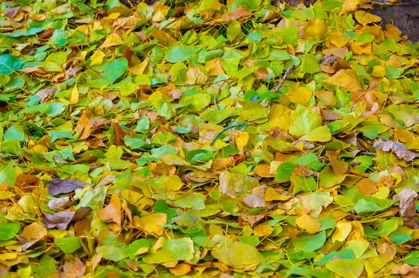 Осіння Фотографія Листя Восени Цей Час Року Дерева Здається Оживають — стокове фото