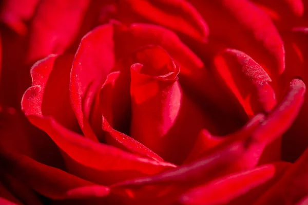 stock image Garden rose. Shallow depth of field. Vitality fills the entire bouquet, fully opening into a large flower with a high center, ruffled petals, and an intoxicating scent of lavender.