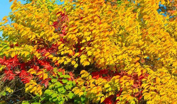 나무가지에 잎이나 캐스케이드 만화경의 잎에서 마술의 향연을 여름의 에메랄드 — 스톡 사진
