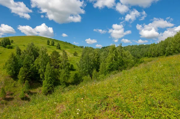 Summer Photos Knoll Hills Birch Trees Grow Slopes Mountains Winding — Stock Photo, Image