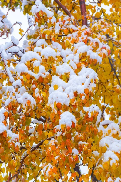 第一场雪落在秋天的树叶上 随着初秋的寒冷 生活将重新开始 — 图库照片