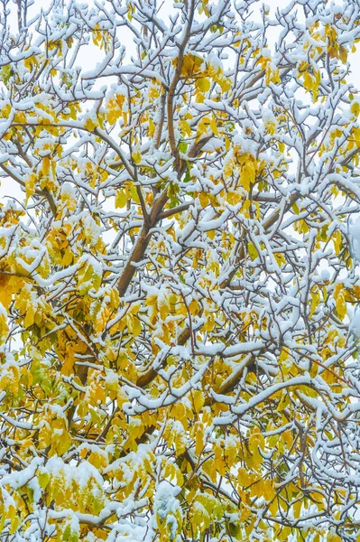 Eerste Sneeuw Viel Herfstbladeren Het Herfst Alles Gaat Weer Slapen — Stockfoto