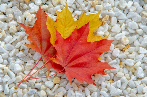 秋天枫叶 一种较高植物的扁平结构 类似于直接附着在茎上或穿过茎的叶片 叶子是光合作用和蒸腾作用的主要器官 — 图库照片