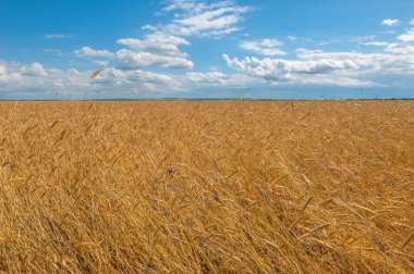 Yaz manzarası. Olgunlaşma aşamasında koçanda buğday. Mısır gevreği yetiştirilen tarlada olgun bir arpa tarlası. 