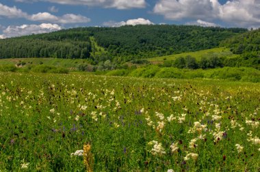 Yaz fotoğrafı. Sel ovaları ya da taşkın ovaları, nehir kıyısında mevsimsel sellere eğilimli bir çayır ya da çayır alanıdır..