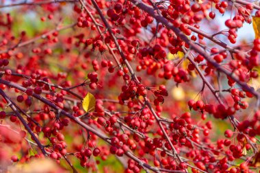 Malus baccata, toplu olarak Sibirya yengeci olarak bilinen ve bonsai yetiştirmek için kullanılan bir Asya elma ağacı. Çapı yaklaşık 1 cm olan bol kokulu beyaz çiçekler ve yenilebilir kırmızı veya sarı meyveleri vardır..