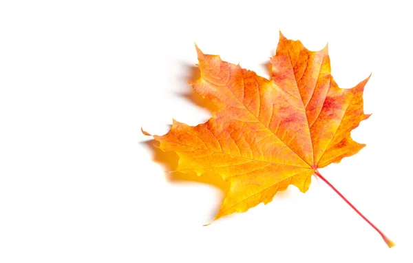 Autumn Maple Leaf Flattened Structure Higher Plant Similar Blade Attaches — Stock Photo, Image