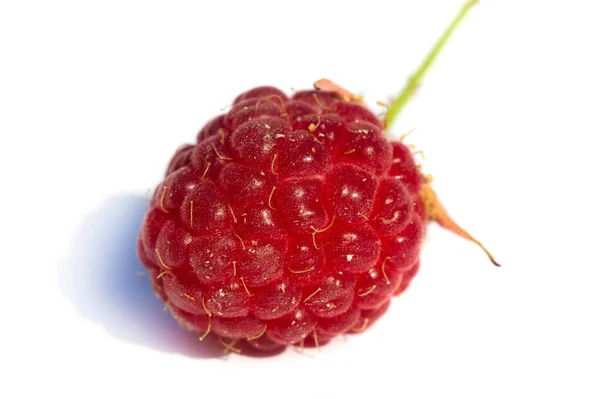 Ahududu Tüketicilerin Yaz Aylarında Yemesi Gereken Sağlıklı Lezzetli Bir Meyvedir — Stok fotoğraf