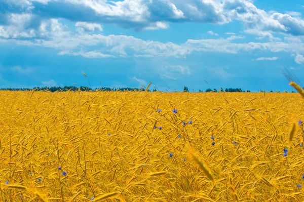 Sommerlandschaft Weizen Auf Dem Maiskolben Reifestadium Kolbenreife Gerste Auf Einem — Stockfoto