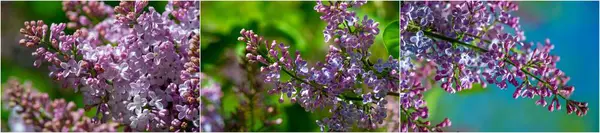 Purple or violet color Symbolizes love.beauty.and spirituality Fragrant aroma Used in erfumery.soaps.and lotions Grows on a bush like a plant with green leaves