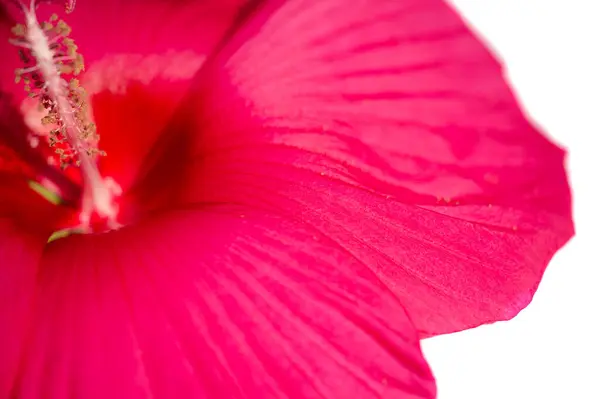Hibiscus Rosa Sinensis Chinese Rose Hibiscus Flower Tea Known Many Royalty Free Stock Images
