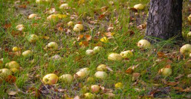 Elmalar ağaçtan yere düşer. Elma bahçesi ve bir sürü çürümüş meyve, sonbaharda kırsal alanda, bahçedeki ağacın altında.
