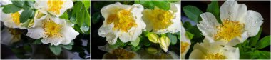 Rosehips bitkisel çay, reçel, reçel, şurup, gül suyu çorbası, içecekler, turtalar, ekmek, şarap ve jelibon gibi çeşitli gıdalar yapmak için kullanılır. Genellikle geleneksel Macar meyve brendisinde kullanılır.