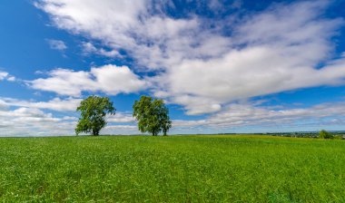 Bahar fotoğrafçılığı, genç mısır gevreği çekimleri. Olgunlaşmış buğday. Parlak güneşin altında yeşil fotosentez filizleri. Fosfor ve nitrojen gübreleri tanıtıldı