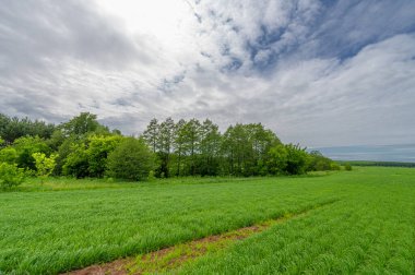 Bahar fotoğrafçılığı, bulutlu gökyüzü manzarası. Nitrojen ve fosfat gübreli genç buğday, yeşil lahanalar, tahıllar ve beyaz unun hazırlandığı tahıllar.