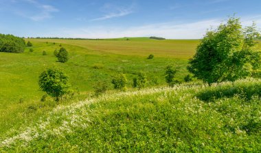 Yaz, çayır tarlaları, vadiler, çam ağaçları fındık ağacı, kır çiçekleri, dünyanın Avrupa bölgesi.