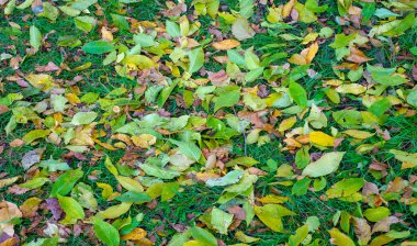 Sonbahar fotoğrafçılığı, sonbaharda yapraklar, yılın bu zamanında ağaçlar turuncu, kırmızı ve bakır çiçeklerden koparak canlanıyor.