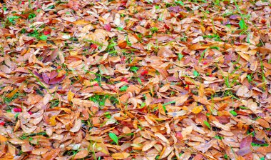 Sonbahar fotoğrafçılığı, sonbaharda yapraklar, yılın bu zamanında ağaçlar turuncu, kırmızı ve bakır çiçeklerden koparak canlanıyor.