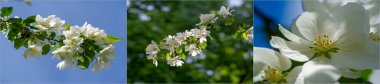 Elma ağacı çiçekleri. Malus Sieversii, Orta Asya 'da yetişen bir yabani meyvedir. Güney Kazakistan dağlarında yetişir. Bu ağaç, birçok yerli elma ağacının ana atası olarak kabul edilir..